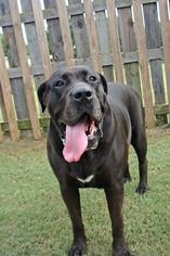 Medium Photo #1 Presa Canario Puppy For Sale in Norwood, GA, USA