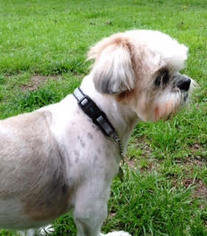 Lhasa Apso Dogs for adoption in Euless, TX, USA