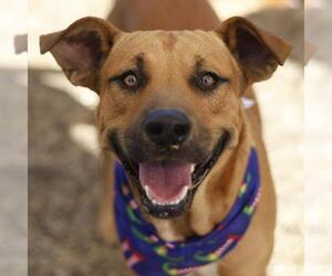 Black Mouth Cur-Unknown Mix Dogs for adoption in San Antonio, TX, USA