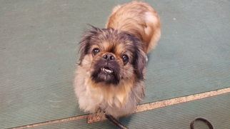 Pekingese Dogs for adoption in FAIRLAWN, OH, USA