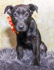 Medium Photo #1 Mutt Puppy For Sale in Denver, CO, USA