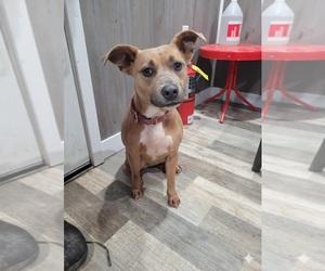 Mutt Dogs for adoption in Linton, IN, USA