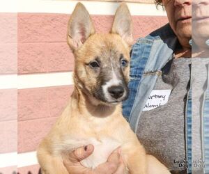 Chihuahua-Unknown Mix Dogs for adoption in Washington, DC, USA