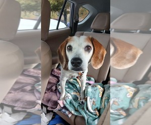 Medium Photo #6 Beagle-Unknown Mix Puppy For Sale in Hinton, WV, USA