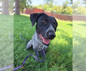 Australian Cattle Dog-Unknown Mix Dogs for adoption in Chico, CA, USA