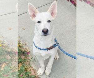 Unknown-white german shepherd Mix Dogs for adoption in Newport Beach, CA, USA