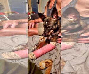 German Shepherd Dog-Unknown Mix Dogs for adoption in San Diego, CA, USA