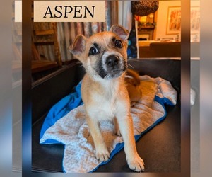 German Shepherd Dog-Unknown Mix Dogs for adoption in Woodbury, NY, USA