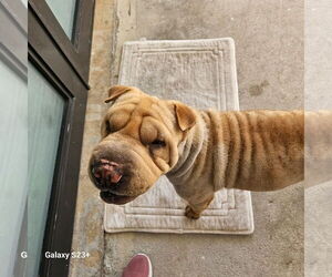 Chinese Shar-Pei Dogs for adoption in Miami, FL, USA