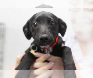 Mutt Dogs for adoption in Mountain Home, AR, USA