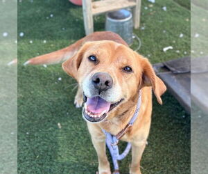 Golden Retriever-Unknown Mix Dogs for adoption in Canton, CT, USA
