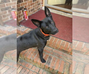 Labrador Retriever-Unknown Mix Dogs for adoption in Brewster, NY, USA