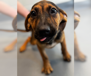 Mutt Dogs for adoption in Hilton Head, SC, USA