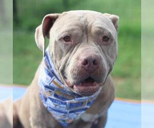 American Staffordshire Terrier-Unknown Mix Dogs for adoption in San Antonio, TX, USA