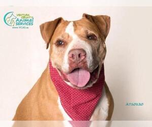 American Staffordshire Terrier Dogs for adoption in Camarillo, CA, USA