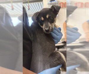 German Shepherd Dog Dogs for adoption in San Bernardino, CA, USA