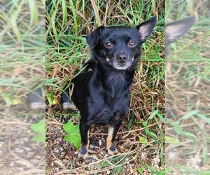 Miniature Pinscher Dogs for adoption in Lake City, MI, USA