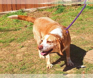 Bagle Hound Dogs for adoption in Wetumpka, AL, USA
