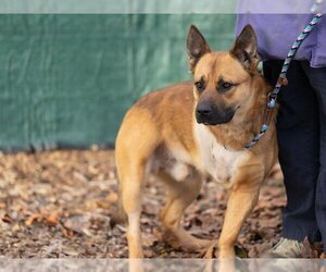 Akita-German Shepherd Dog Mix Dogs for adoption in Santa Cruz, CA, USA