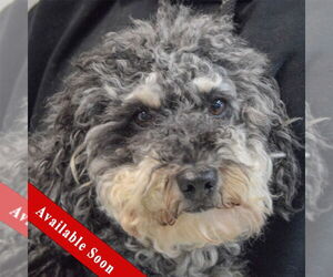 Poodle (Standard)-Unknown Mix Dogs for adoption in Huntley, IL, USA