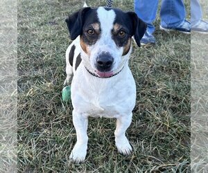 Dachshund-Jack Russell Terrier Mix Dogs for adoption in Batavia, OH, USA