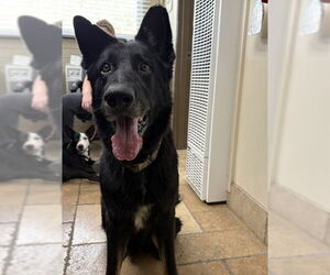 German Shepherd Dog Dogs for adoption in Camarillo, CA, USA
