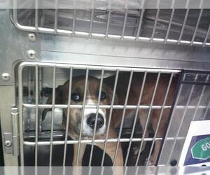 Mutt Dogs for adoption in Oklahoma City, OK, USA