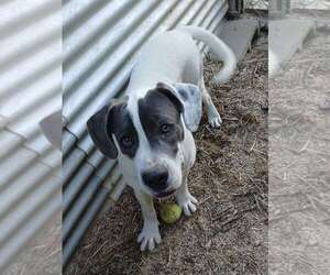 Mutt Dogs for adoption in Eastman, GA, USA