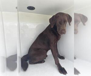 Labrador Retriever Dogs for adoption in Houston, TX, USA