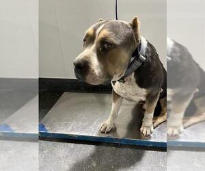 American Pit Bull Terrier Dogs for adoption in Bakersfield, CA, USA