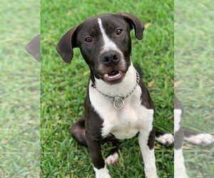 Lab-Pointer Dogs for adoption in HOUSTON, TX, USA
