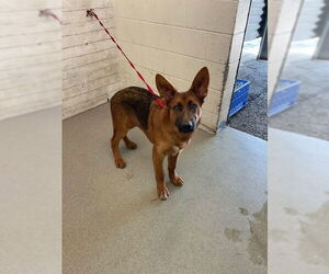 German Shepherd Dog Dogs for adoption in San Bernardino, CA, USA