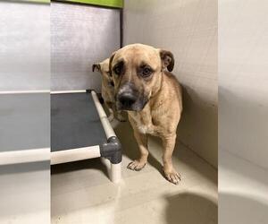 Mutt Dogs for adoption in Bakersfield, CA, USA