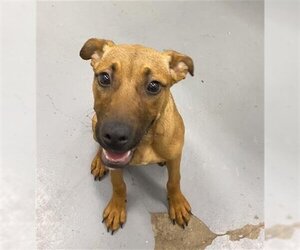 Mutt Dogs for adoption in Peoria, IL, USA