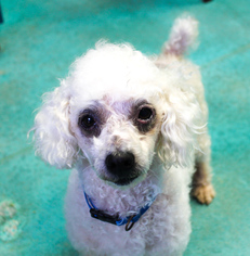 Poodle (Miniature) Dogs for adoption in Guthrie, OK, USA