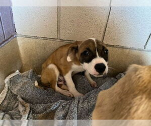 Mutt Dogs for adoption in Raleigh, NC, USA