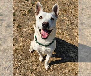 Mutt Dogs for adoption in Sacramento, CA, USA