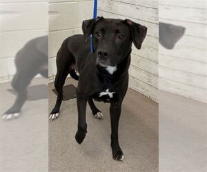 American Pit Bull Terrier-Unknown Mix Dogs for adoption in San Bernardino, CA, USA