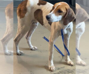 Treeing Walker Coonhound-Unknown Mix Dogs for adoption in Tallahassee, FL, USA