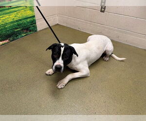 Mutt Dogs for adoption in Moreno Valley, CA, USA