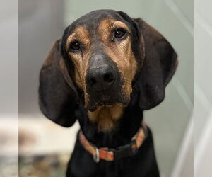 Bloodhound-Unknown Mix Dogs for adoption in Webster, WI, USA