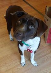 Lab-Pointer Dogs for adoption in Tulsa, OK, USA