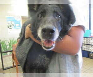German Shepherd Dog Dogs for adoption in Ocala, FL, USA
