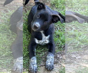 Mutt Dogs for adoption in Rockaway, NJ, USA