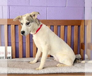 Labrador Retriever-Unknown Mix Dogs for adoption in Genesee, WI, USA