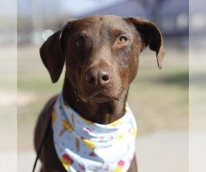 Mutt Dogs for adoption in San Antonio, TX, USA