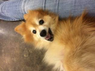 Pomeranian Dogs for adoption in Edmond, OK, USA