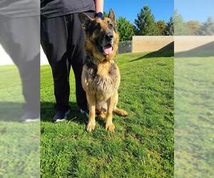 German Shepherd Dog Dogs for adoption in Ogden, UT, USA