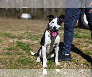 Border Collie-Unknown Mix Dogs for adoption in Sparta, TN, USA