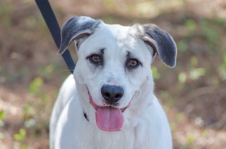Sheprador Dogs for adoption in SHELTER  IS LOCATED ON:      Mt Moriah Rd., Winton, NC, USA